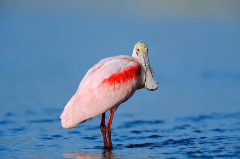 Roseate Spoonbill (Ajaja ajaja