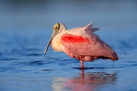 Roseate Spoonbill (Ajaja ajaja