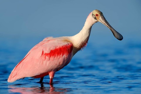Roseate Spoonbill (Ajaja ajaja