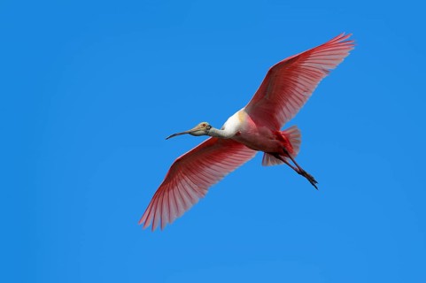Roseate Spoonbill (Ajaja ajaja