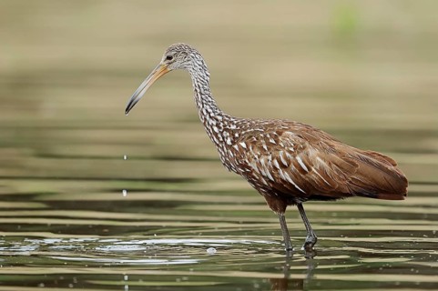 Limpkin (Aramus guarauna pictus)