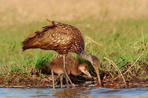 Limpkin (Aramus guarauna pictus) feeding a chick
