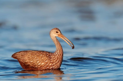 Limpkin (Aramus guarauna pictus) with a captured snail