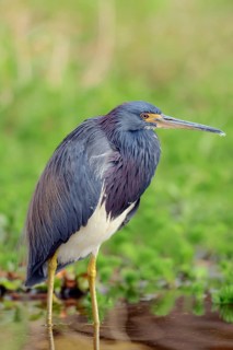 Tricoloured Heron (Egretta tricolor)