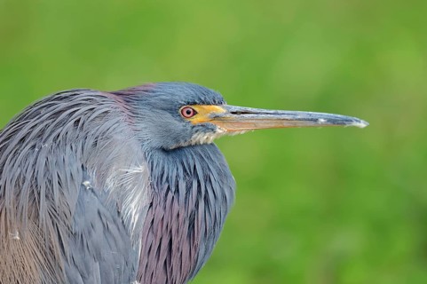 Tricolored Heron (Egretta tricolor)