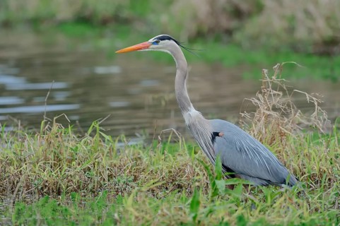 Great Blue Heron (Ardea herodias)