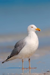 American Herring Gull or Smithsonian Gull (Larus smithsonianus) on the beach
