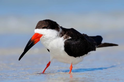 Black Skimmer (Rynchops niger)
