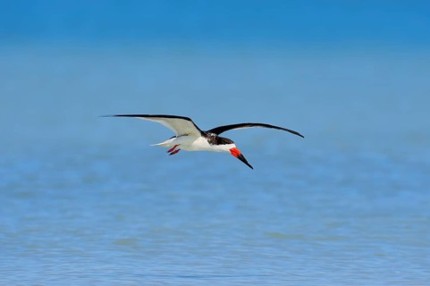 Black Skimmer (Rynchops niger) in flight