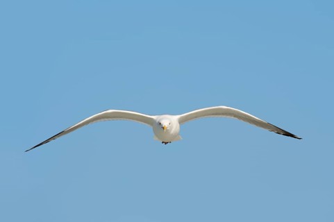 American Herring Gull or Smithsonian Gull (Larus smithsonianus) in flight