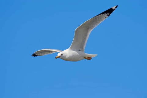 Ring-billed Gull (Larus delawarensis) in flight