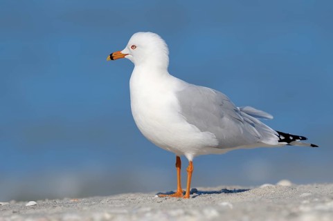 Ring-billed Gull (Larus delawarensis) on the beach