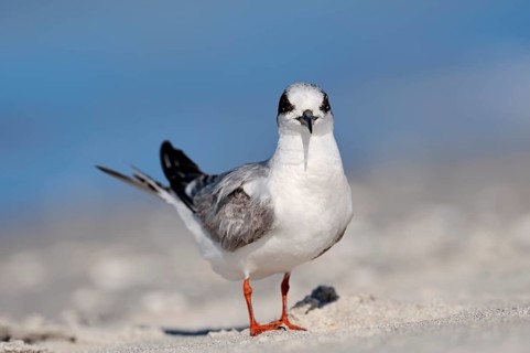 Forster's Tern (Sterna forsteri)