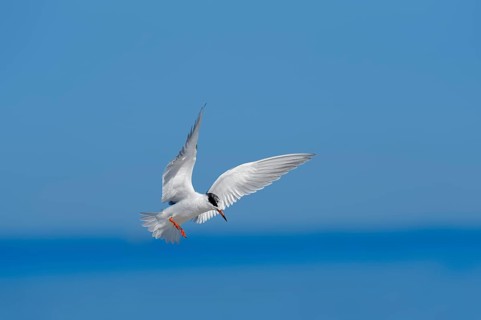 Forster's Tern (Sterna forsteri) in flight