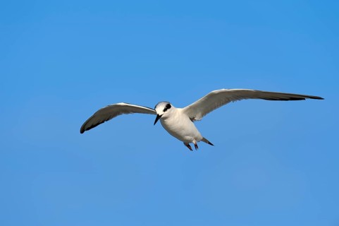 Forster's Tern (Sterna forsteri)