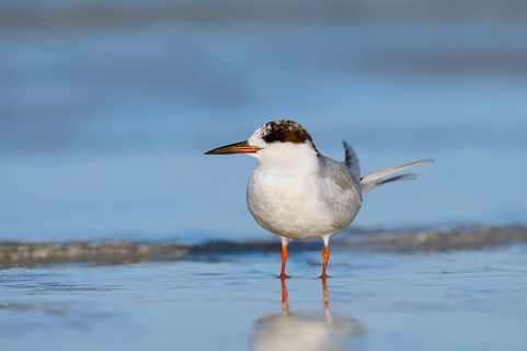 Forster's Tern (Sterna forsteri)