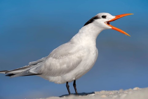 Royal Tern (Sterna maxima
