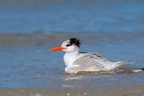 Royal Tern (Sterna maxima