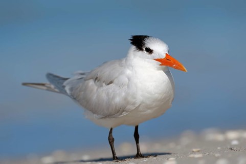 Royal Tern (Sterna maxima