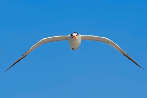 Royal Tern (Sterna maxima
