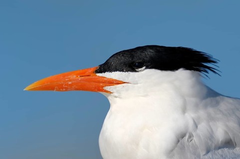 Royal Tern (Sterna maxima