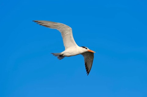 Royal Tern (Sterna maxima