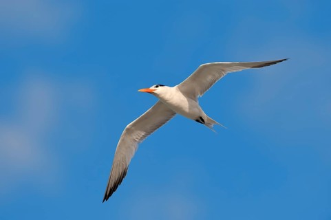 Royal Tern (Sterna maxima