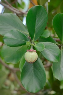 Autograph Tree