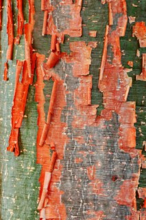 Gumbo-limbo