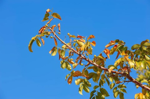 Gumbo-limbo