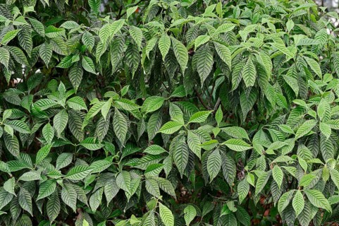 Wild Coffee (Psychotria nervosa)