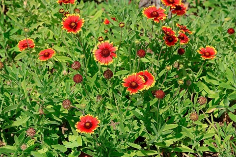 Firewheel