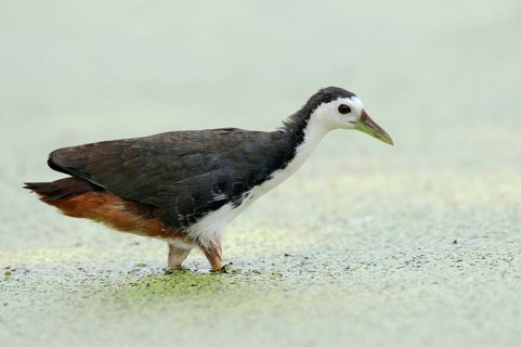 White-breasted Waterhen (Amaurornis phoenicurus