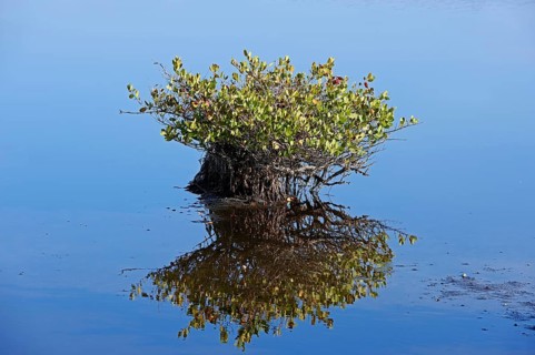 Red Mangrove (Rhizophora mangle)