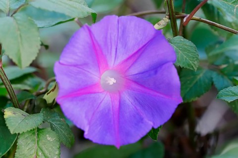 Blue Morning Glory (Ipomoea indica var acuminata)