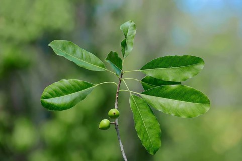 Shortleaf fig