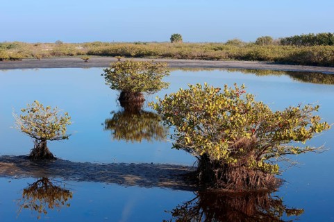 Red mangroves (Rhizophora mangle)