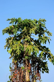 Papaya tree (Carica papaya)
