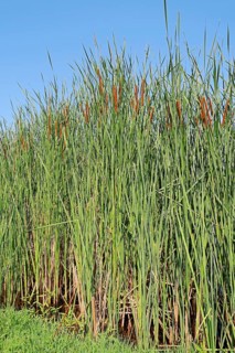 Southern Cattail (Typha domingensis)