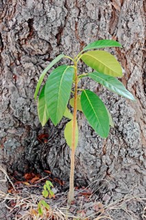 Florida Strangler Fig or Strangler Fig (Ficus aurea)