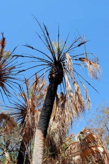 Sabal Palmetto