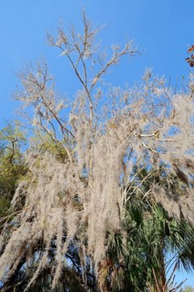 Spanish Moss (Tillandsia usneoides) on a tree