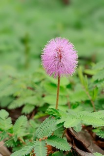 Sunshine Mimosa or Powderpuff (Mimosa strigillosa)