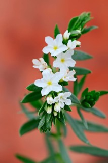 Pineland Heliotrope (Heliotropium polyphyllum)