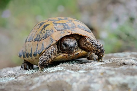 Eastern Hermann's Tortoise (Testudo hermanni boettgeri)