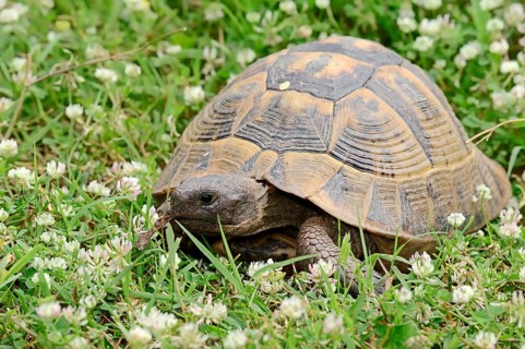 Eastern Hermann's Tortoise (Testudo hermanni boettgeri)