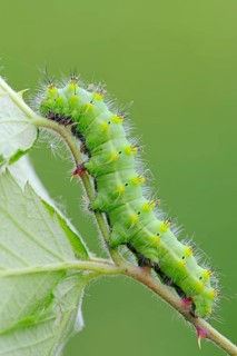Emperor Moth (Saturnia pavoniella)
