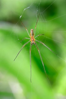 Stretch Spider (Tetragnatha spec.) in spiderweb