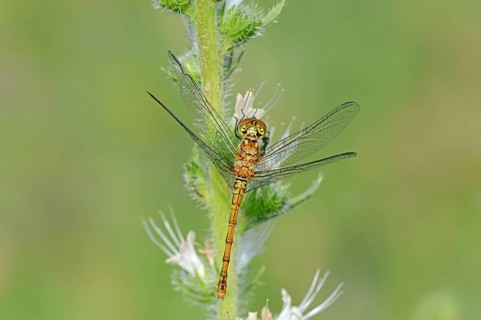 Vagrant Darter (Sympetrum vulgatum)