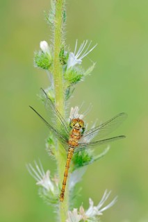 Vagrant Darter (Sympetrum vulgatum)